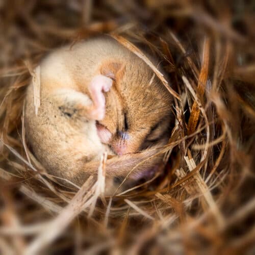 Putting mice into hibernation causes a major loss of synapses