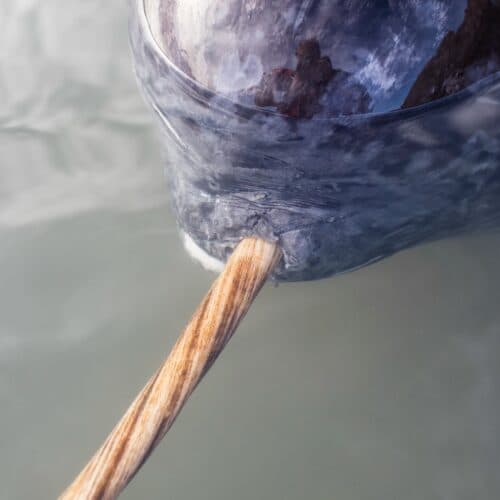 X-rays add new twist to narwhal's spiral tusk