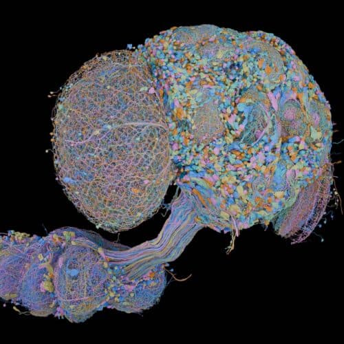 Second complete map of a fruit fly brain completed