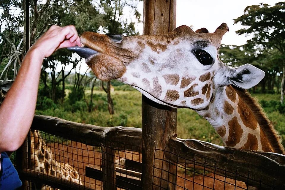 #4 Giraffe Centre — Top 10 Experiences in Nairobi