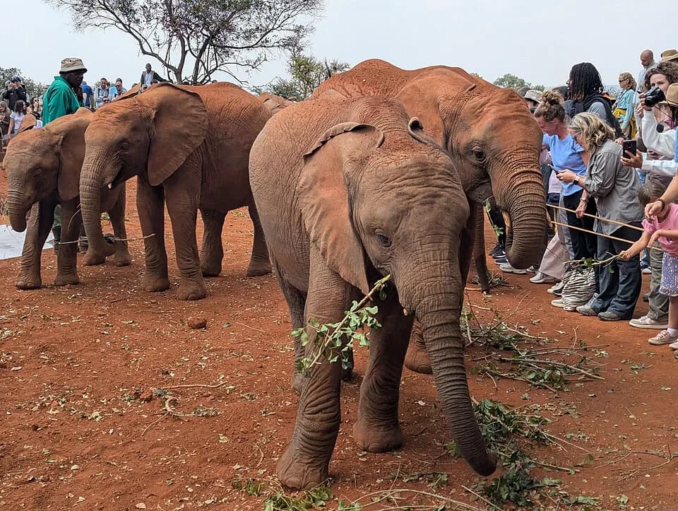 #2 David Sheldrick Wildlife Trust — Top 10 Experiences in Nairobi
