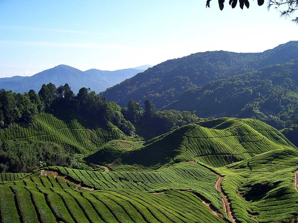 Cameron Highlands District