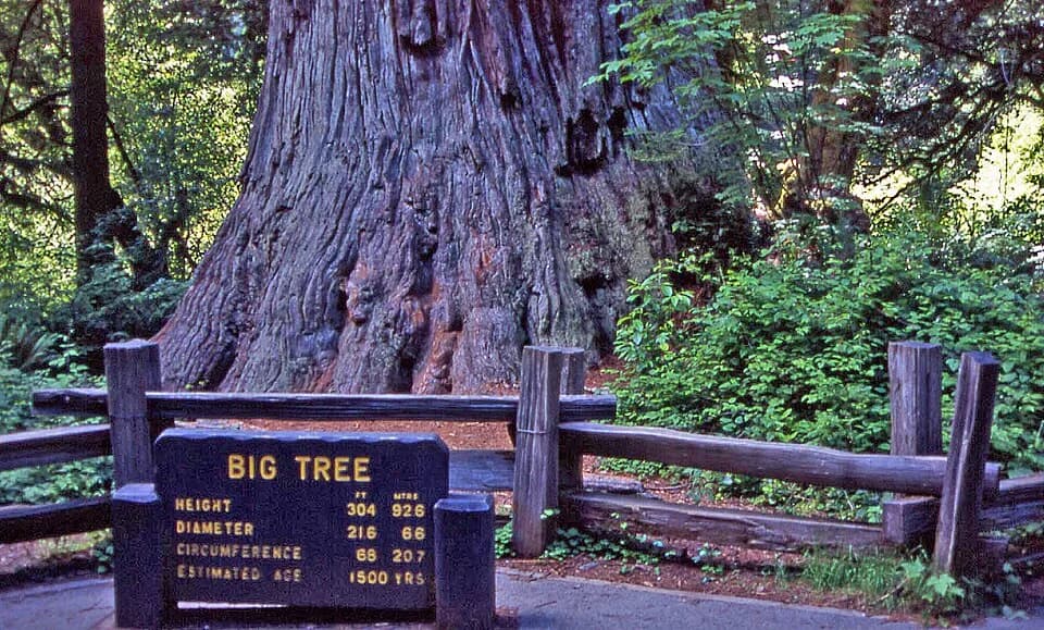 #1 Redwood National and State Parks, United States — Top 10 Most Beautiful Forests