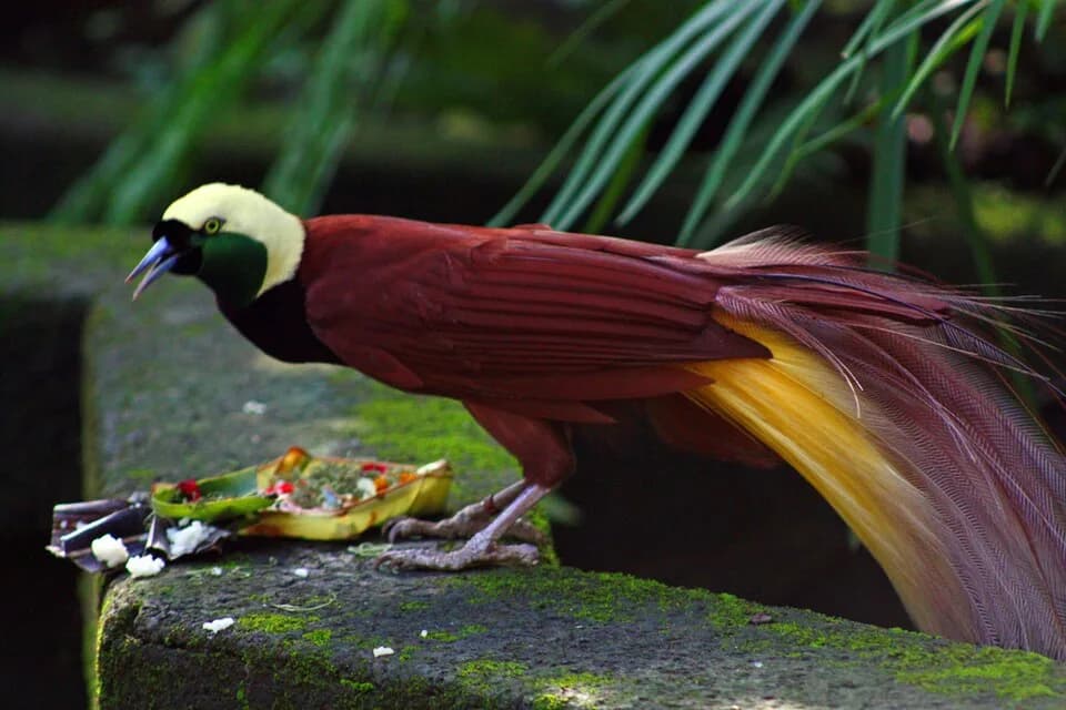 #9 Birds of Paradise — Top 10 Indonesian Wildlife Encounters in 2026
