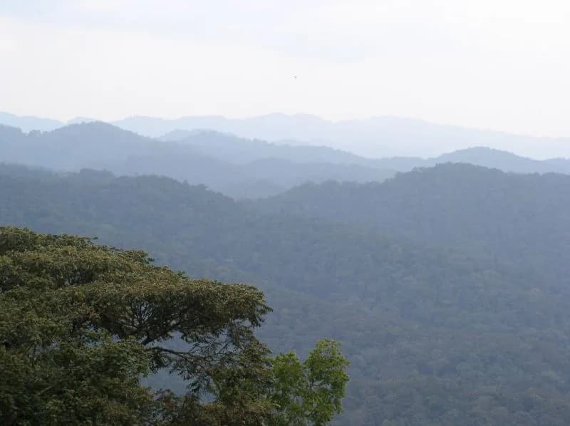 #4 Bwindi Impenetrable Forest — Top 10 Best Safari Destinations in Africa