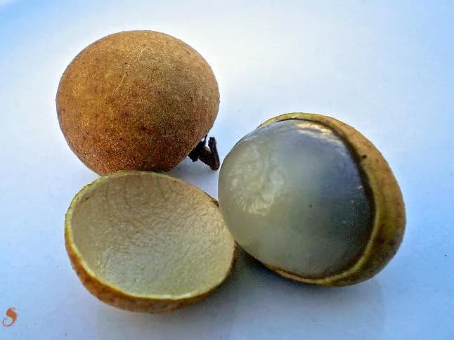 #5 Longan (Lamyai) — Top 10 Thai Fruits You Must Try in 2026