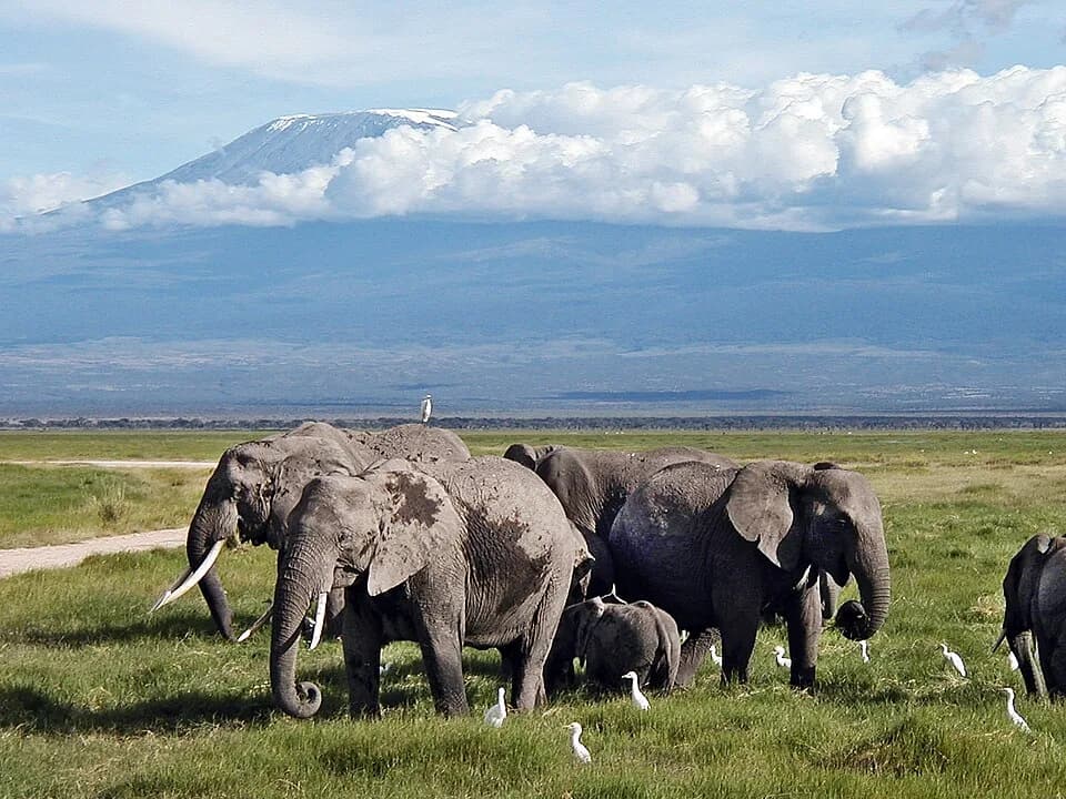 #9 Amboseli National Park — Top 10 Best Safari Destinations in Africa