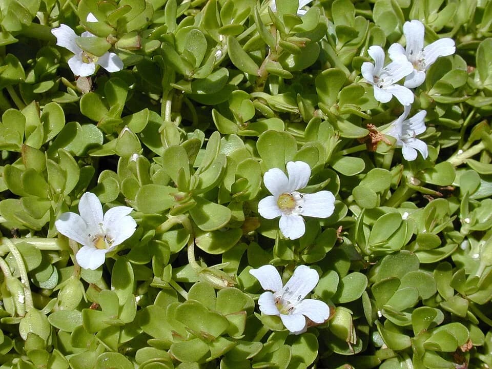 #2 Bacopa Monnieri — The 10 Best Nootropics and Brain Supplements Worth Taking in 2026
