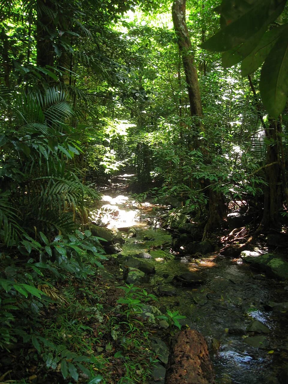 #2 Daintree Rainforest, Australia — Top 10 Most Beautiful Forests