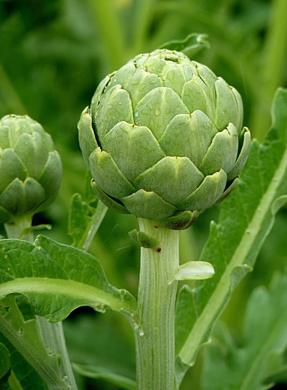 #5 Artichokes — Top 10 Fibermaxxing Foods for Gut Health in 2026 — High-Fiber Diet Guide