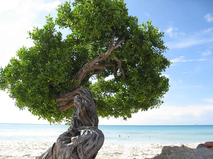 #2 Eagle Beach, Aruba — Top 10 Most Beautiful Beaches in the Caribbean