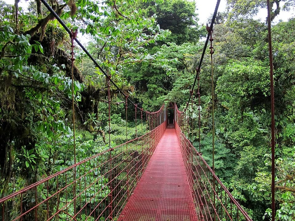 #6 Monteverde Cloud Forest, Costa Rica — Top 10 Best Birdwatching Destinations