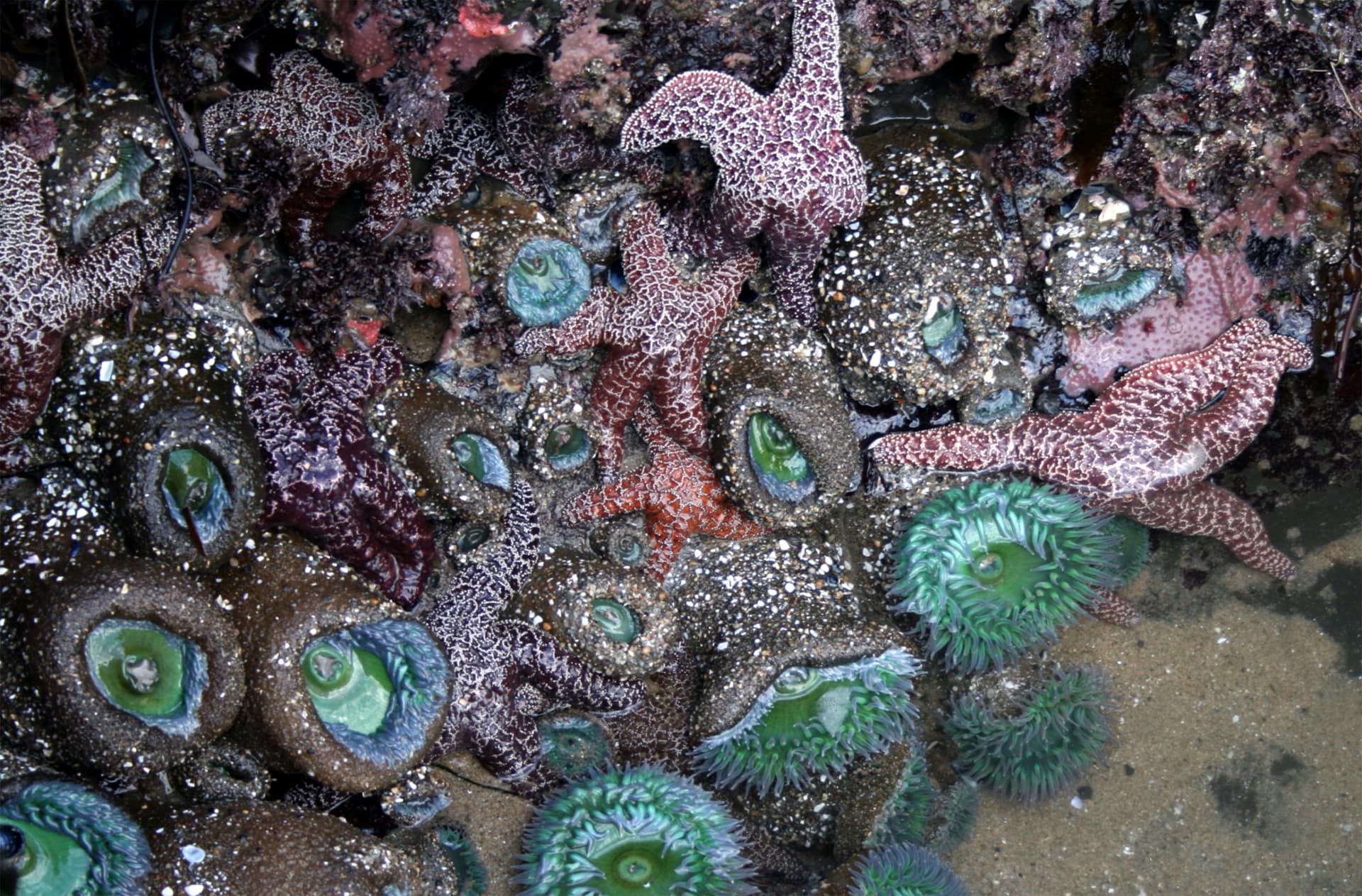 Top 10 Best Marine Biology Discoveries — SCIENCE Top 10 List