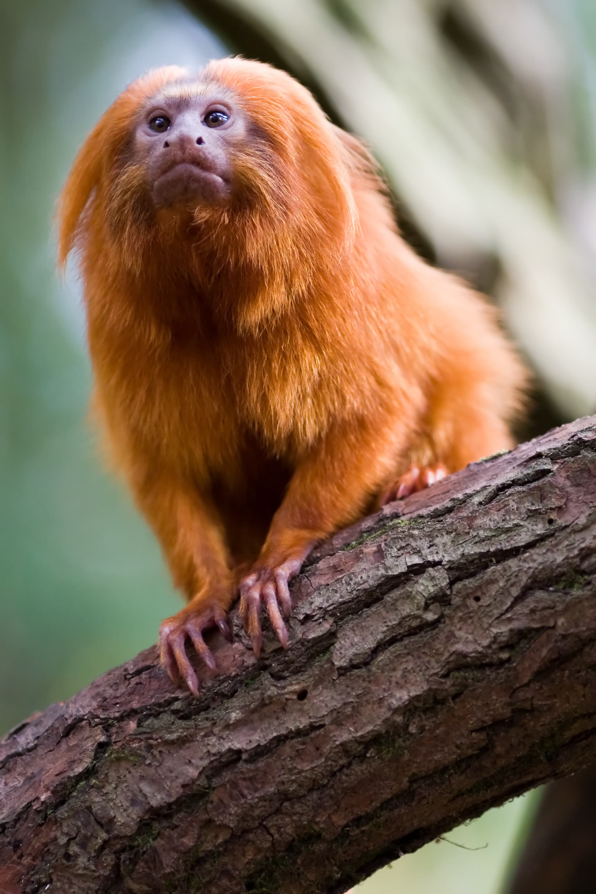Top 10 Most Endangered Species — NATURE Top 10 List