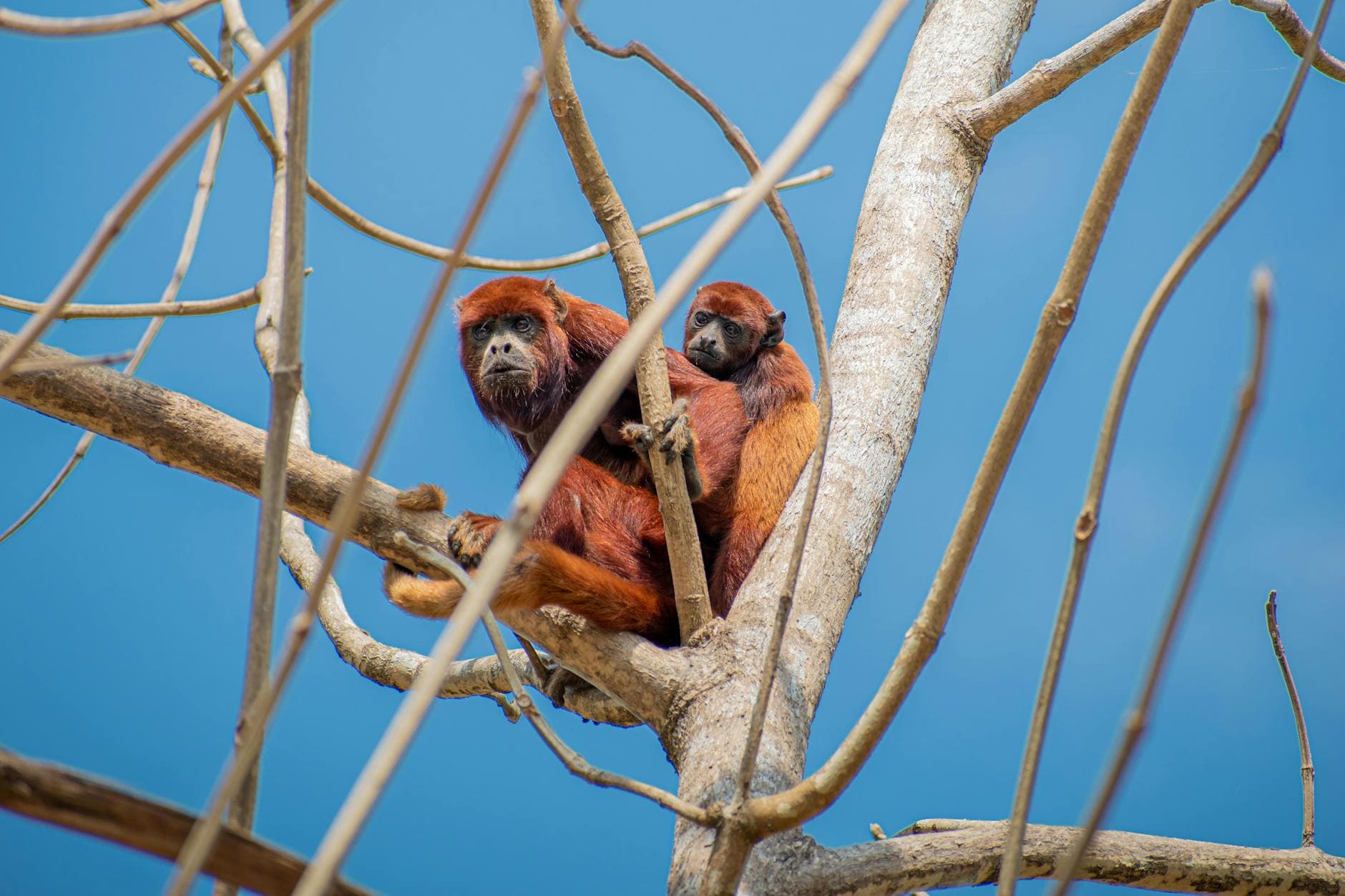 Top 10 Worst Deforestation Hotspots — NATURE Top 10 List