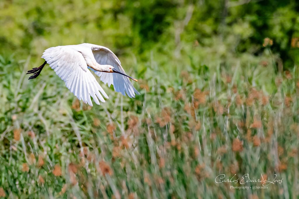 Top 10 Best Birdwatching Destinations — NATURE Top 10 List