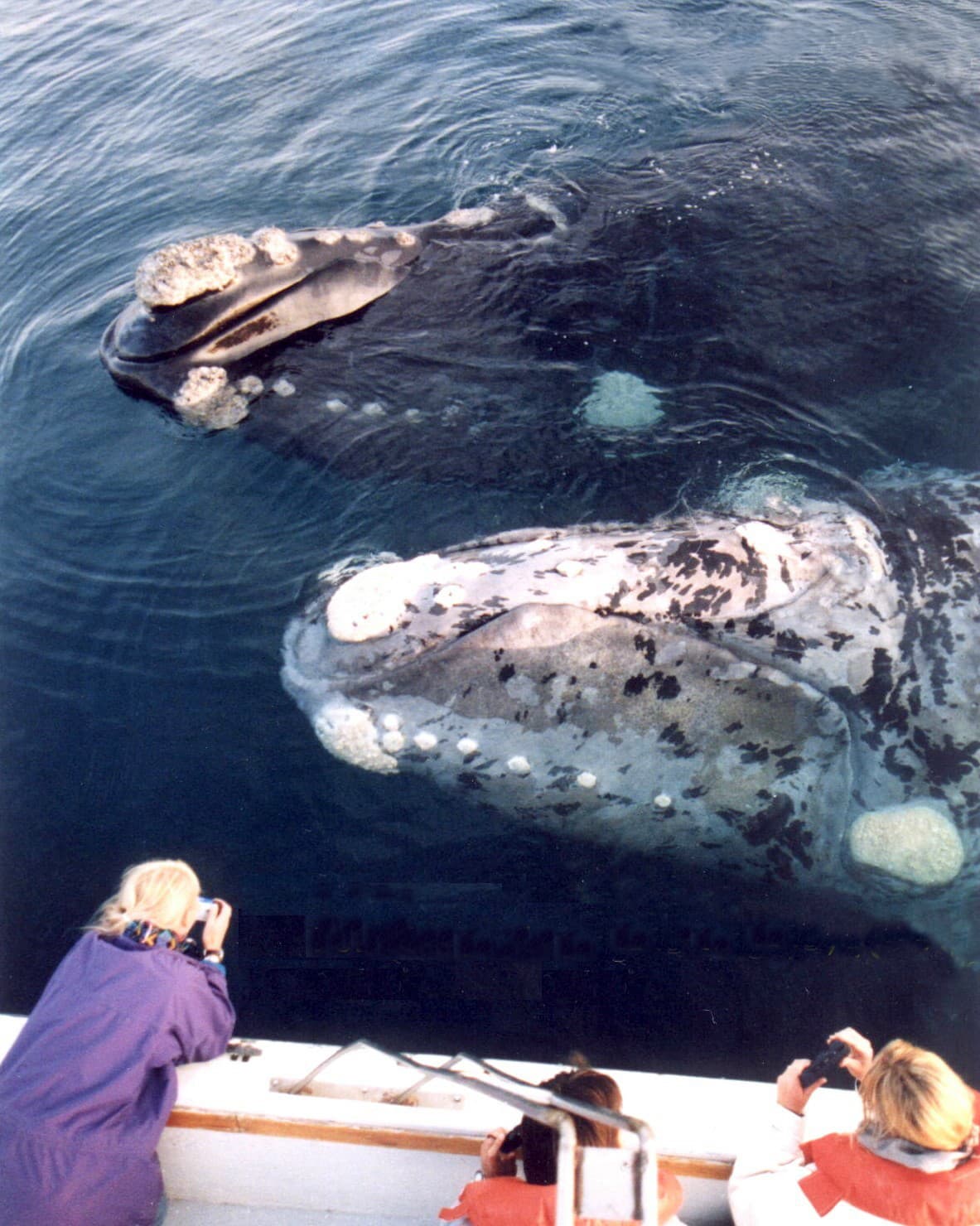 Top 10 Best Whale Watching Spots 2026 — NATURE Top 10 List