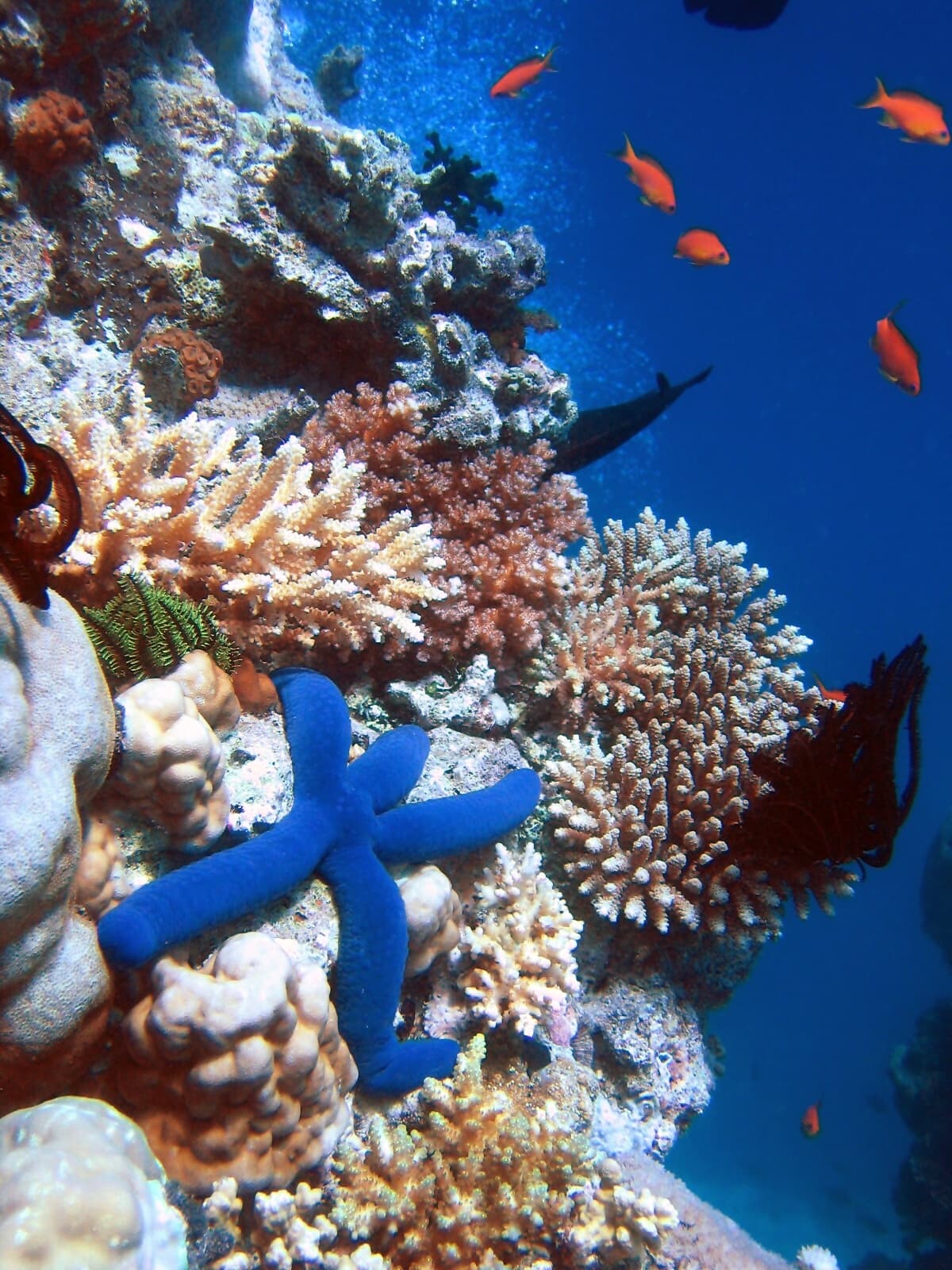 Top 10 Best Diving Ecosystems — NATURE Top 10 List