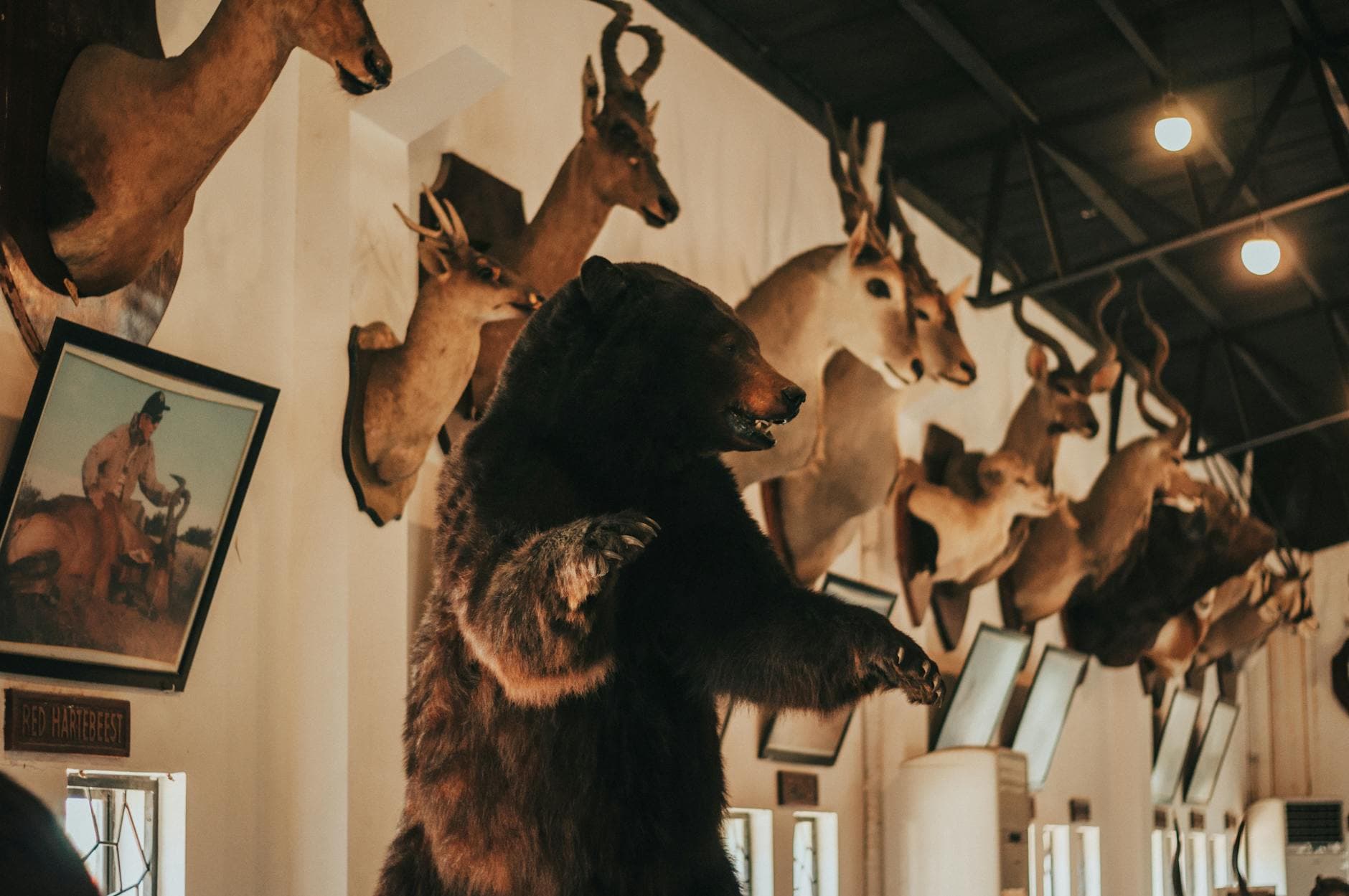 Top 10 Trophy Hunting Controversies of 2026: Cecil, Captive Lions, and the Global Ban Debate — NATURE Top 10 List