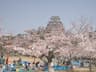 Top 10 Cherry Blossom Spots in Japan 2026