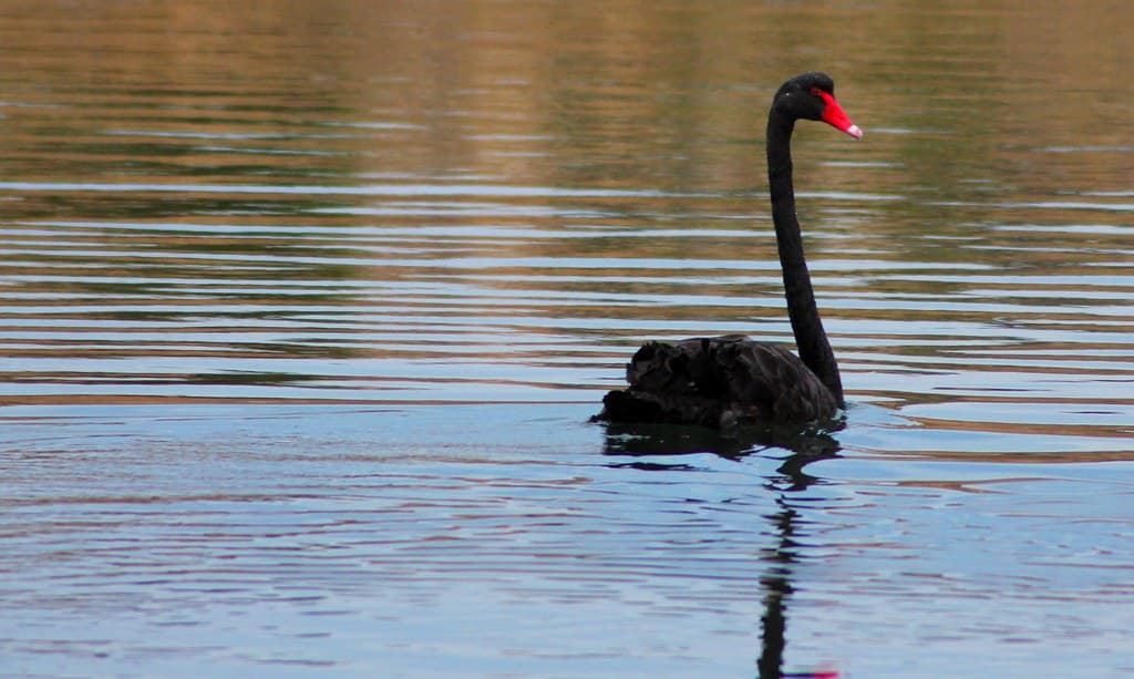 Top 10 Wildlife Experiences in Australia 2026 — TRAVEL Top 10 List