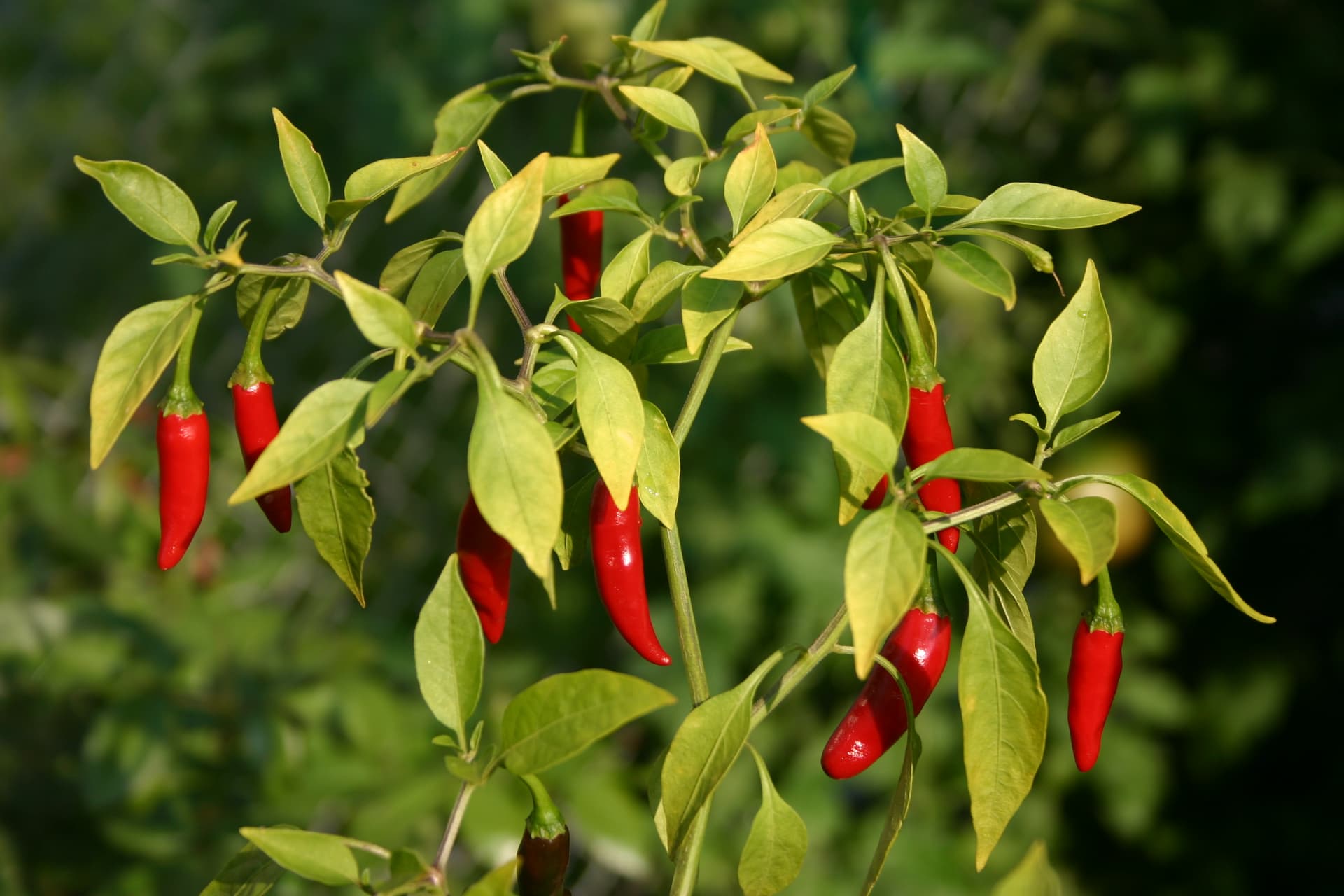 Top 10 Thai Fruits You Must Try in 2026 — FOOD Top 10 List