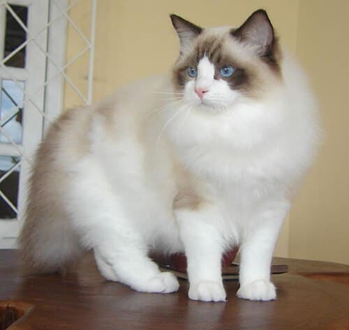Top 10 Cat Breeds That Actually Like People — LIFESTYLE Top 10 List