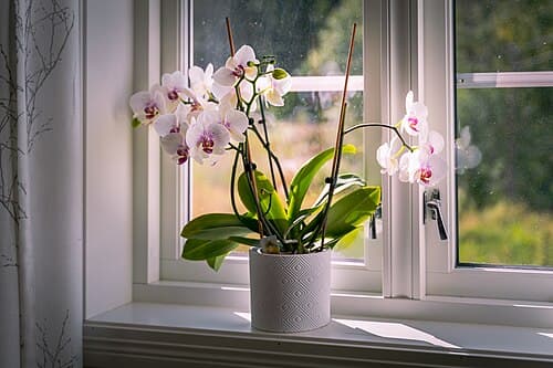 Top 10 Houseplants That Are Almost Impossible to Kill — LIFESTYLE Top 10 List