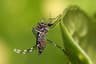 Top 10 Most Dangerous Animals in the World — That Kill the Most Humans Each Year