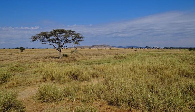Top 10 Greatest Safari Destinations in Africa — TRAVEL Top 10 List