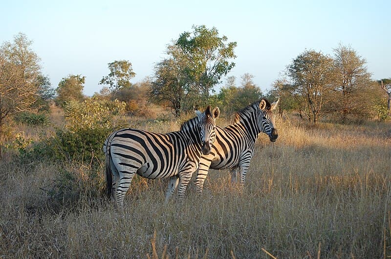 Top 10 Best Safari Lodges in South Africa — TRAVEL Top 10 List