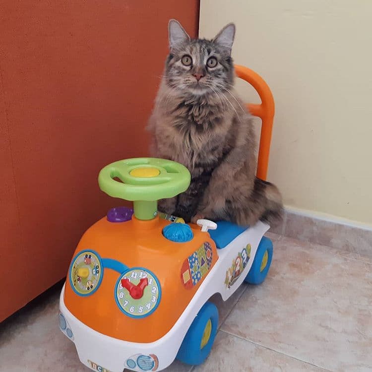 Top Cat Breeds — Top Rated — LIFESTYLE Top 10 List