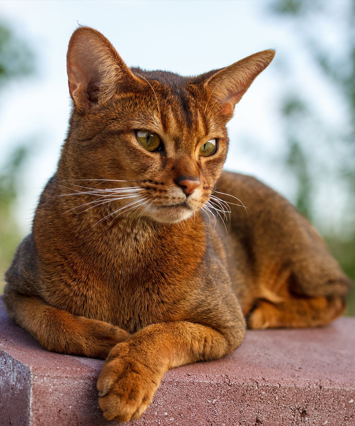 Top Cat Breeds — Most Affectionate — LIFESTYLE Top 10 List