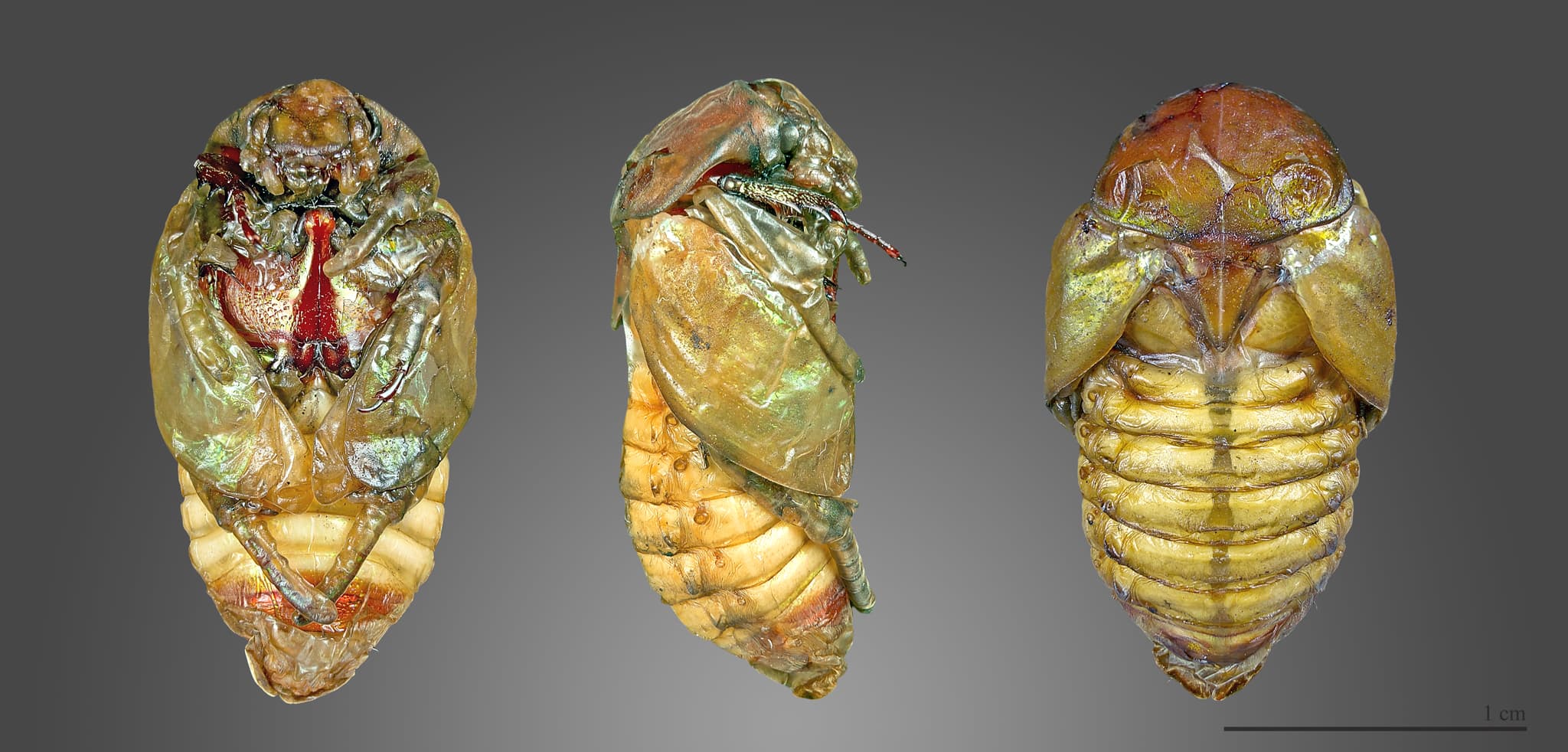 CoCoon