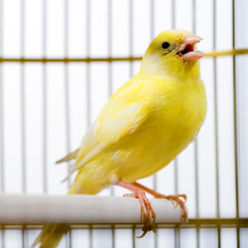 Canadian election databases use "canary traps"—and they work