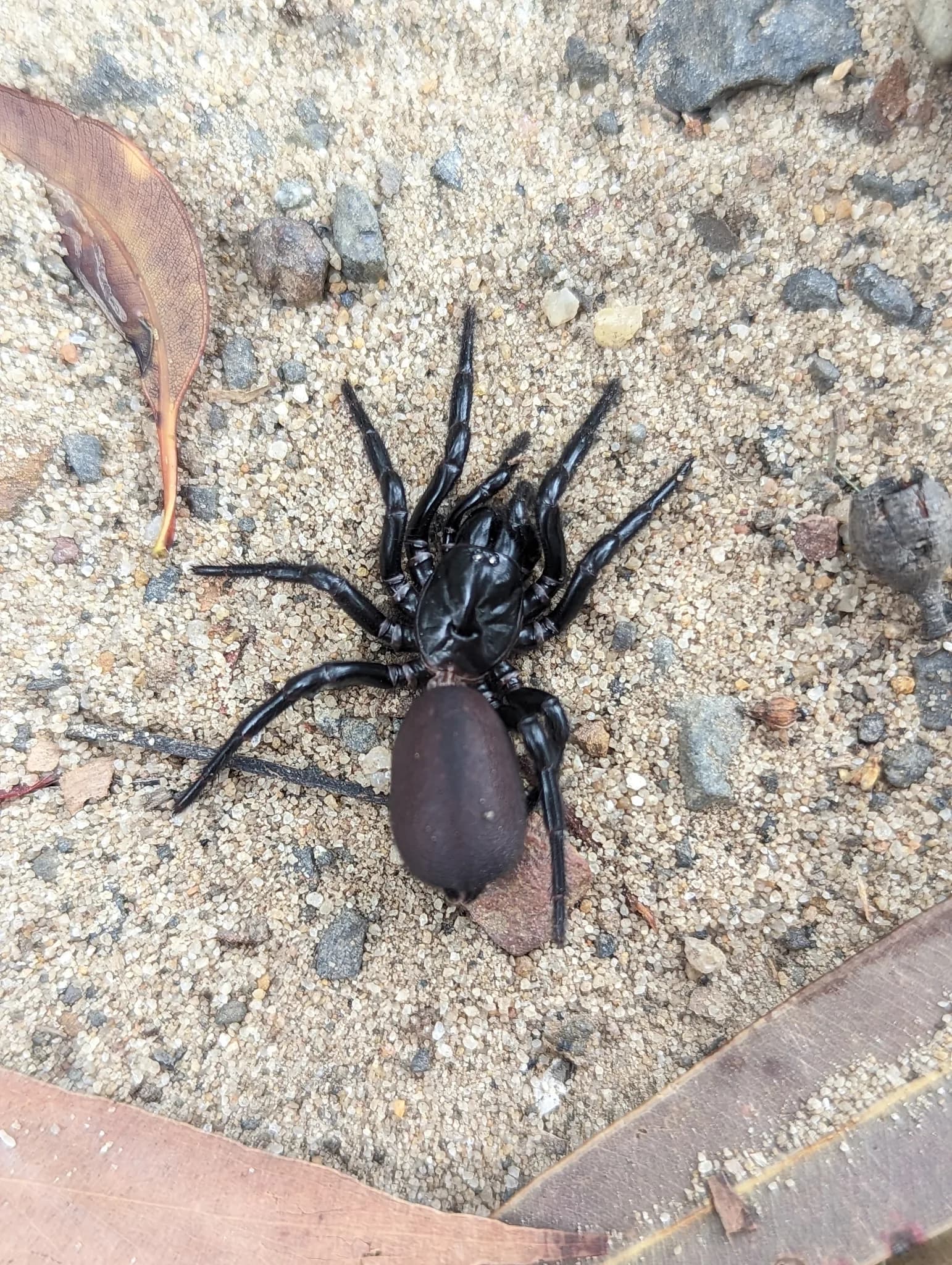 #5 Sydney Funnel-Web Spider (Atrax robustus) — Top 10 Most Lethal Animal Venoms on Earth Ranked by Murine LD50 Toxicity