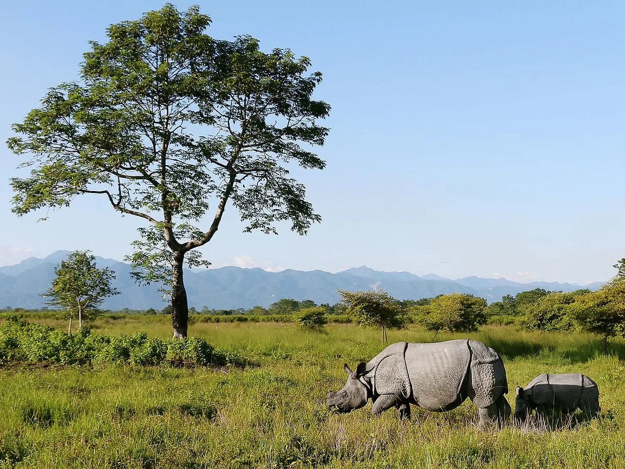 #9 Manas Wildlife Sanctuary — Buddhist Monuments at Sanchi or Ajanta Caves? Top 10 UNESCO World Heritage Sites in India