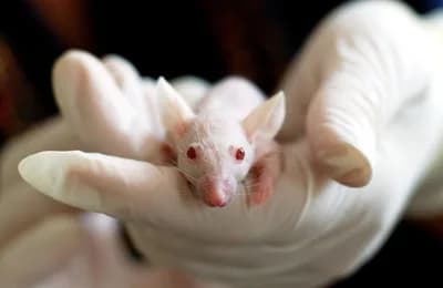 Top 10 Most Controversial Animal Testing Debates — Science Top 10 List