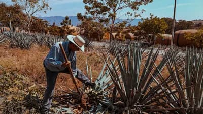Top 10 Mezcal Brands Defining Mexico's Artisanal Agave Renaissance — Food & Drink Top 10 List