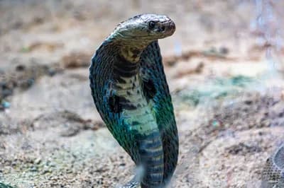 Top 10 Most Lethal Animal Venoms on Earth Ranked by Murine LD50 Toxicity