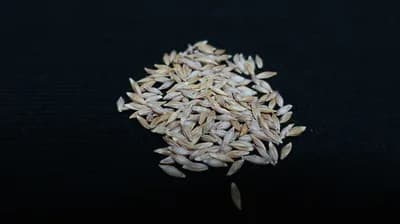 Barley