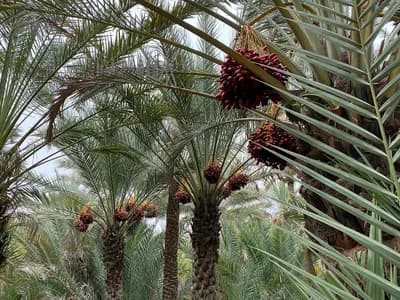 Al Ain Oasis