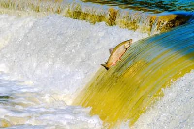 Wild Salmon