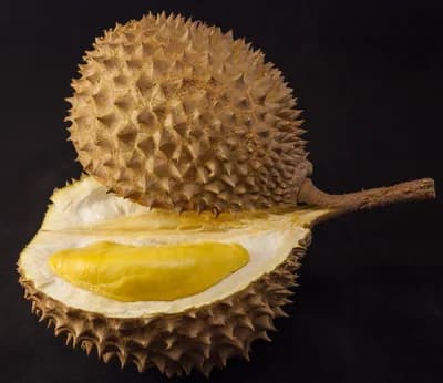 Durian (Southeast Asia)