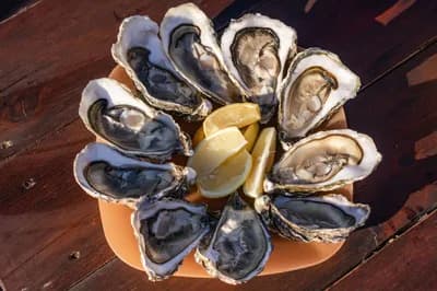 Oysters
