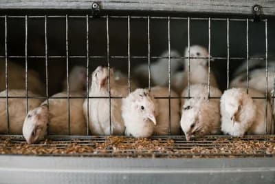 Factory Farm Animal Conditions