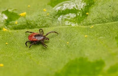 Chronic Lyme Disease Treated with Long-Term Antibiotics