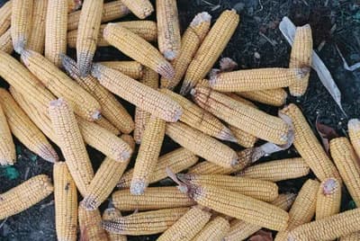 GMO Avoidance in Organic Farming