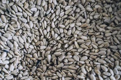 Seed Oil Avoidance Movement