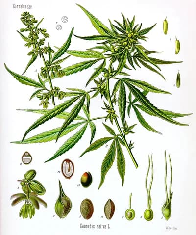 Cannabis Stocks